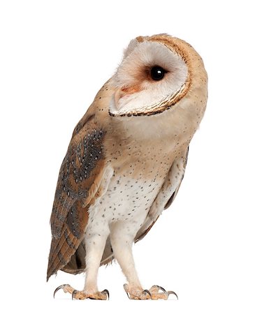 Barn Owl - Tyto alba (4 months old) Photographie de stock - Aubaine LD & Abonnement, Code: 400-07480007