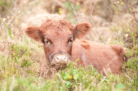 simsearch:400-03957687,k - young female calf in a pasture of autumn foliage Photographie de stock - Aubaine LD & Abonnement, Code: 400-07480517