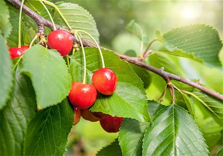 simsearch:400-05382337,k - Red and sweet cherries on a branch just before harvest in early summer Stock Photo - Budget Royalty-Free & Subscription, Code: 400-07480566