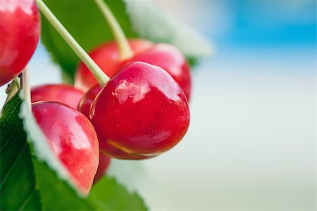 simsearch:400-05382337,k - Red and sweet cherries on a branch just before harvest in early summer Stock Photo - Budget Royalty-Free & Subscription, Code: 400-07480567