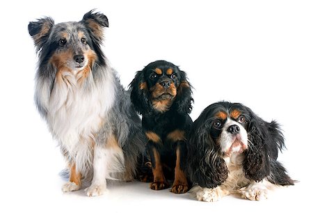 simsearch:400-06565925,k - puppy  and adult cavalier king charles, and shetland sheepdog in front of white background Photographie de stock - Aubaine LD & Abonnement, Code: 400-07480628