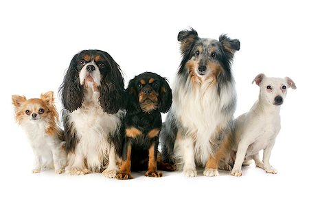 simsearch:400-06565925,k - puppy  and adult cavalier king charles, chihuahua, jack russel terrier and shetland sheepdog in front of white background Photographie de stock - Aubaine LD & Abonnement, Code: 400-07480629