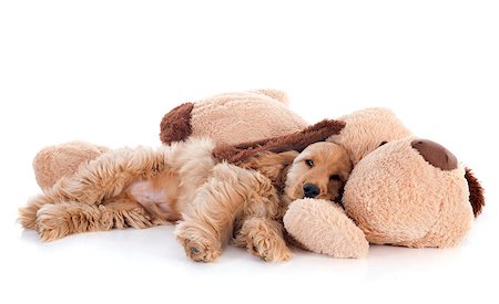 simsearch:400-07480638,k - portrait of a  purebred puppy english cocker and toy in a studio Photographie de stock - Aubaine LD & Abonnement, Code: 400-07480623