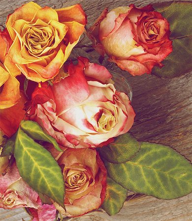 simsearch:622-02355003,k - Bunch of Beauty Colorful Withered Roses with Leafs closeup on Rustic Wooden background. Retro Styled Stock Photo - Budget Royalty-Free & Subscription, Code: 400-07480689