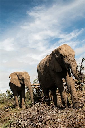 Two African elephants walking through the fields of the Knysna Elephant Park. Stock Photo - Budget Royalty-Free & Subscription, Code: 400-07480775