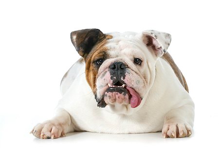 simsearch:400-06758857,k - english bulldog with silly expression looking at viewer isolated on white background Foto de stock - Royalty-Free Super Valor e Assinatura, Número: 400-07480805