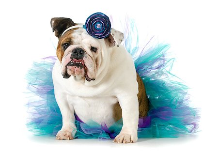 dogs with jewelry - female bulldog wearing a tutu isolated on white background Stock Photo - Budget Royalty-Free & Subscription, Code: 400-07480807