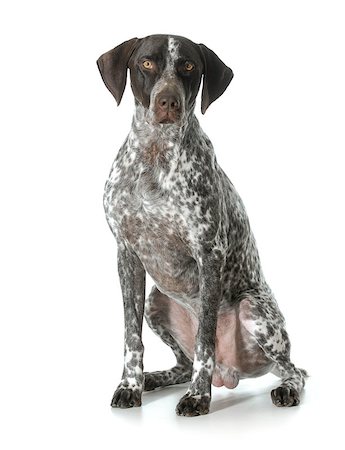 pointer dogs sitting - german shorthaired pointer - male Stock Photo - Budget Royalty-Free & Subscription, Code: 400-07480802