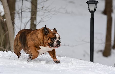 simsearch:400-06643414,k - dog in the snow - english bulldog in the snow Foto de stock - Super Valor sin royalties y Suscripción, Código: 400-07480810