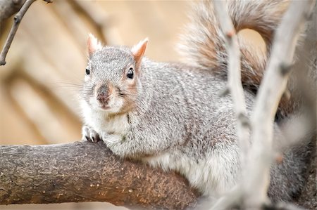 closeup of a squirrel hidden in the trees Stock Photo - Budget Royalty-Free & Subscription, Code: 400-07481101