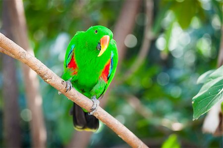 simsearch:400-04396542,k - Male Indonesian Eclectus Parrot on a Tree Branch. Stock Photo - Budget Royalty-Free & Subscription, Code: 400-07481407