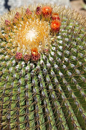 The Biznaga Cactus with Flower Blossom Outside. Photographie de stock - Aubaine LD & Abonnement, Code: 400-07481426