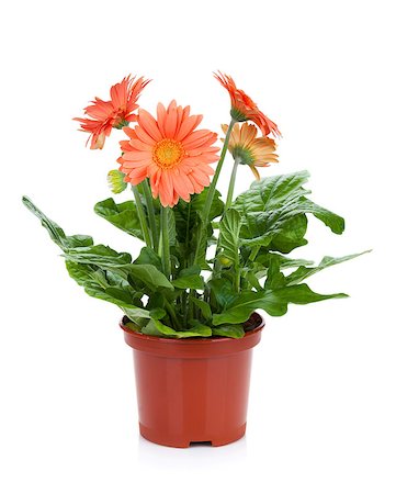 simsearch:400-07179442,k - Gerbera in flowerpot. Isolated on white background Stock Photo - Budget Royalty-Free & Subscription, Code: 400-07481887
