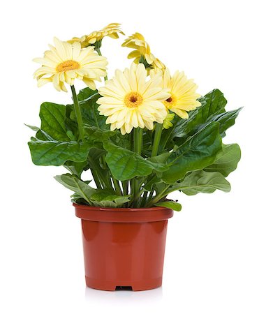 potted - Gerbera in flowerpot. Isolated on white background Foto de stock - Super Valor sin royalties y Suscripción, Código: 400-07481888