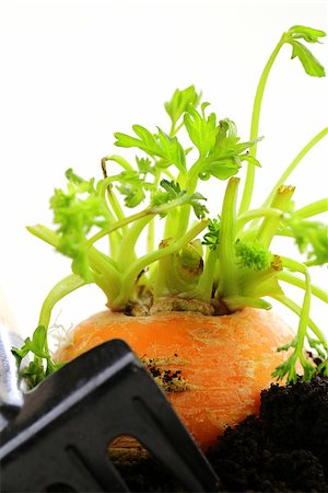 simsearch:400-05876466,k - Organic carrots growing out of the ground - fresh, natural food Stockbilder - Microstock & Abonnement, Bildnummer: 400-07481992