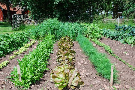 Row with new vegetabiles in a garden. From the island Oland in Sweden. Foto de stock - Super Valor sin royalties y Suscripción, Código: 400-07482283