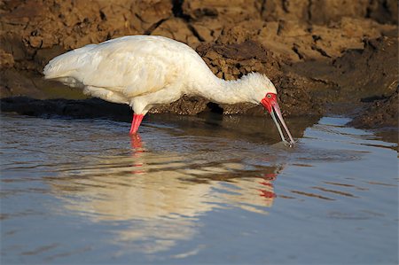 spoonbill - African spoonbill (Platalea alba) foraging in shallow water, South Africa Stock Photo - Budget Royalty-Free & Subscription, Code: 400-07482596