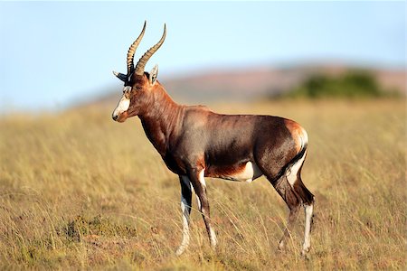 simsearch:400-04455028,k - A blesbok antelope (Damaliscus pygargus) standing in grassland, South Africa Foto de stock - Super Valor sin royalties y Suscripción, Código: 400-07482597