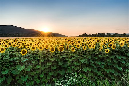 detail of sunflower - Sunflower field in sunny summer day Stock Photo - Budget Royalty-Free & Subscription, Code: 400-07482717