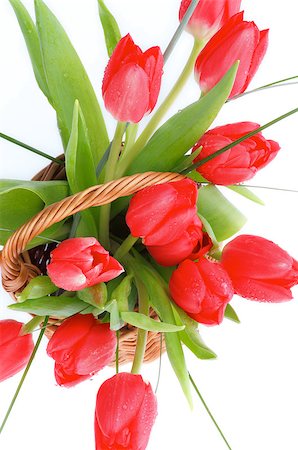 simsearch:400-08011307,k - Spring Magenta Tulips and Green Grass in Wicker Basket isolated on white background. Top View Stock Photo - Budget Royalty-Free & Subscription, Code: 400-07482769