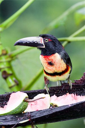 medium size aracari toucan in the rain forest of Belize Foto de stock - Super Valor sin royalties y Suscripción, Código: 400-07482945
