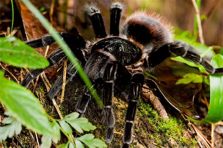 large tarantula in the rain forest of Belize Photographie de stock - Aubaine LD & Abonnement, Code: 400-07482946