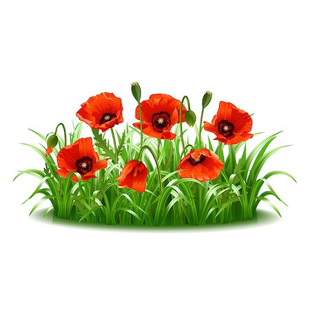 simsearch:400-07421243,k - Red poppies in grass. Vector illustration Stock Photo - Budget Royalty-Free & Subscription, Code: 400-07498304