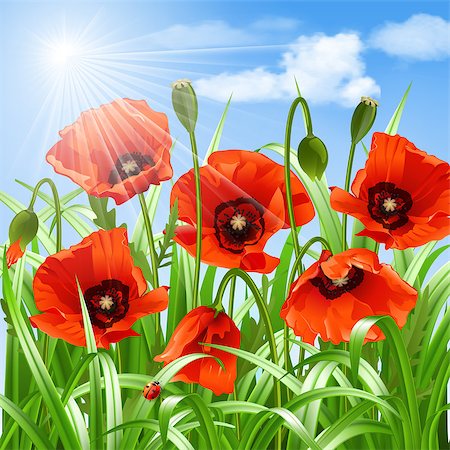 simsearch:400-07421243,k - Red poppies in grass. Vector illustration Stock Photo - Budget Royalty-Free & Subscription, Code: 400-07498745