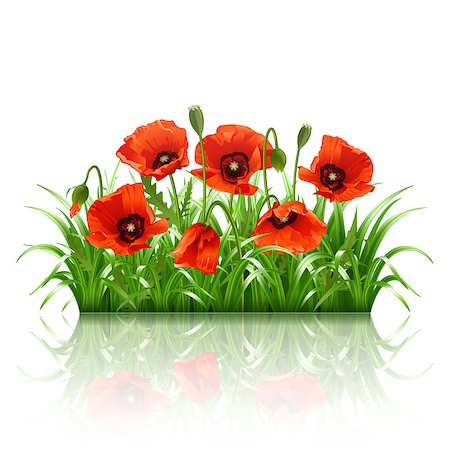 simsearch:400-07421243,k - Red poppies in grass. Vector illustration Stock Photo - Budget Royalty-Free & Subscription, Code: 400-07498748