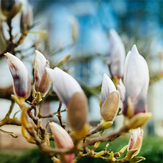 Magnolia flower buds soon to blossom - Foto de stock - Sin royalties, Artista: adrianhancu, Código de la imagen: 400-07499213