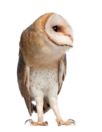 Barn Owl - Tyto alba (4 months old) Photographie de stock - Aubaine LD & Abonnement, Code: 400-07504546