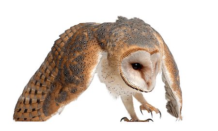 Barn Owl - Tyto alba (4 months old) Photographie de stock - Aubaine LD & Abonnement, Code: 400-07504542