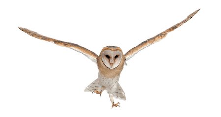 Barn Owl - Tyto alba (4 months old) Photographie de stock - Aubaine LD & Abonnement, Code: 400-07504557