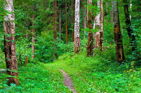 diminishing - green summer forest and footpath Foto de stock - Super Valor sin royalties y Suscripción, Código: 400-07504679