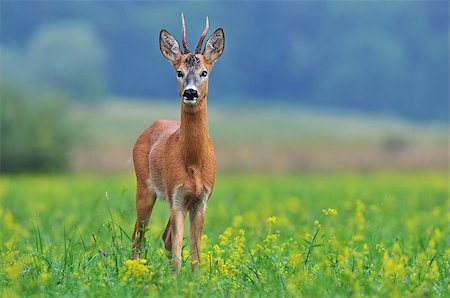 Photo of roe deer with one blind eye Stockbilder - Microstock & Abonnement, Bildnummer: 400-07504752
