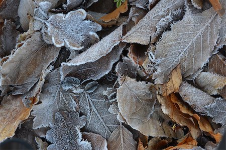 simsearch:6102-03905887,k - This is a frozen leaves background. Thick crystals of hoar frost are seen on the leaves. Photographie de stock - Aubaine LD & Abonnement, Code: 400-07504794