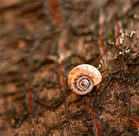Closeup of a snail on a wet tree bark with a rough texture Stock Photo - Budget Royalty-Free & Subscription, Code: 400-07505038