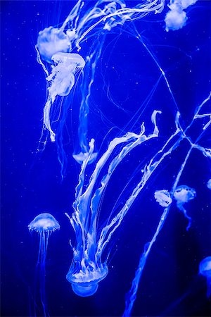 simsearch:400-07524567,k - Chrysaora fuscescens is a common free-floating scyphozoa that lives in the Pacific Ocean, and is commonly known as the Pacific Sea Nettle or West Coast Sea Nettle. Jellyfish Stock Photo - Budget Royalty-Free & Subscription, Code: 400-07505515