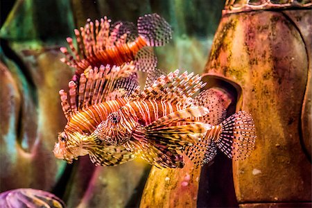 Lionfish in a Dubai aquarium. Pterois mombasae. Petrois Volitans. Lionfish. Turkeyfish. Scorpionfish. Firefish. Photographie de stock - Aubaine LD & Abonnement, Code: 400-07505517