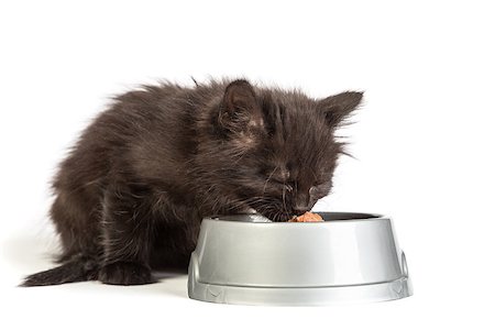 simsearch:400-07417493,k - Cute black kitten eating cat food, isolated on  a white background Photographie de stock - Aubaine LD & Abonnement, Code: 400-07505526