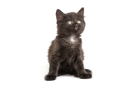 simsearch:400-07893874,k - Cute black small kitten isolated on a white background Foto de stock - Super Valor sin royalties y Suscripción, Código: 400-07505527