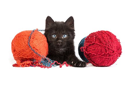 simsearch:400-07293083,k - Black kitten playing with a red ball of yarn isolated on a white background Foto de stock - Super Valor sin royalties y Suscripción, Código: 400-07505522