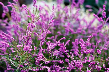 simsearch:400-06069986,k - Lavender in garden close up in summer with shallow focus Stock Photo - Budget Royalty-Free & Subscription, Code: 400-07505555