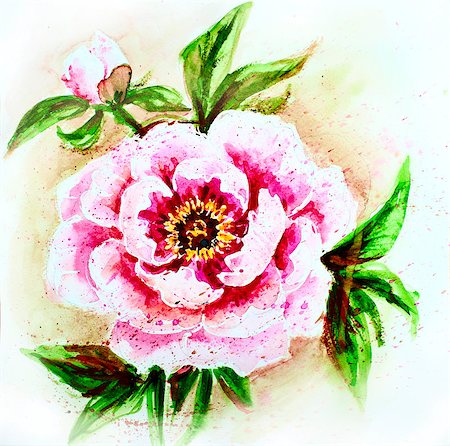 peony art - Painted watercolor card with peony flower Stock Photo - Budget Royalty-Free & Subscription, Code: 400-07505786