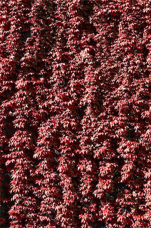 simsearch:400-07505799,k - a texture of red climber with leaves,  during fall Stock Photo - Budget Royalty-Free & Subscription, Code: 400-07505798