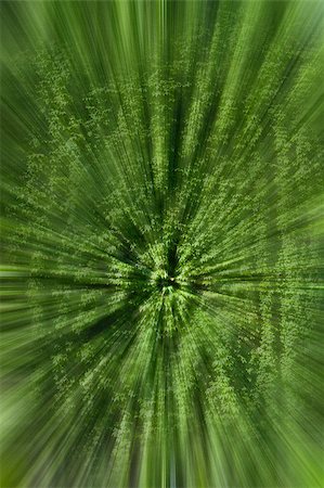 simsearch:400-07676525,k - a texture of green climber with leaves,  during Spring Stockbilder - Microstock & Abonnement, Bildnummer: 400-07505805