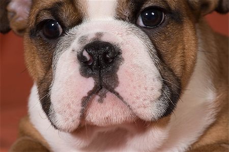 english bulldogs - english bulldog puppy close up - 10 weeks old Stock Photo - Budget Royalty-Free & Subscription, Code: 400-07505849