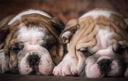 cute puppies - two english bulldog puppies - 8 weeks old Stock Photo - Budget Royalty-Free & Subscription, Code: 400-07505856