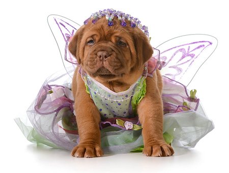 dogs with jewelry - female puppy - dogue de bordeaux puppy wearing princess dress isolated on white background - 5 weeks old Stock Photo - Budget Royalty-Free & Subscription, Code: 400-07505868