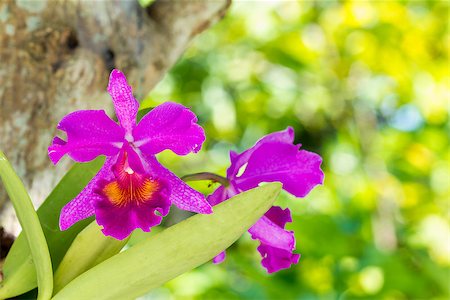 dendrobium orchid - Beautiful pink Dendrobium orchid with leaf - closed up Stock Photo - Budget Royalty-Free & Subscription, Code: 400-07506006